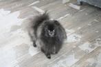 Pomeranian teefje met fci stamboom, Dieren en Toebehoren, Honden | Poolhonden, Keeshonden en Oertypen, Particulier, Rabiës (hondsdolheid)