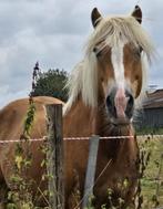 Verzorger gezocht / verzorgpony’s aangeboden omgeving Weert, Ophalen