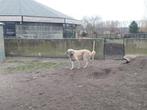 Turkse herder kangal, Reu, 8 tot 15 weken, Eén hond, Herder