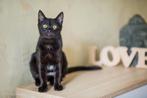 A gorgeous Elsa in search of a family, Dieren en Toebehoren, Katten en Kittens | Overige Katten, Kortharig, Kater, 3 tot 5 jaar