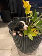 Berner sennen pups, 8 tot 15 weken, Parvo, Meerdere, Meerdere dieren