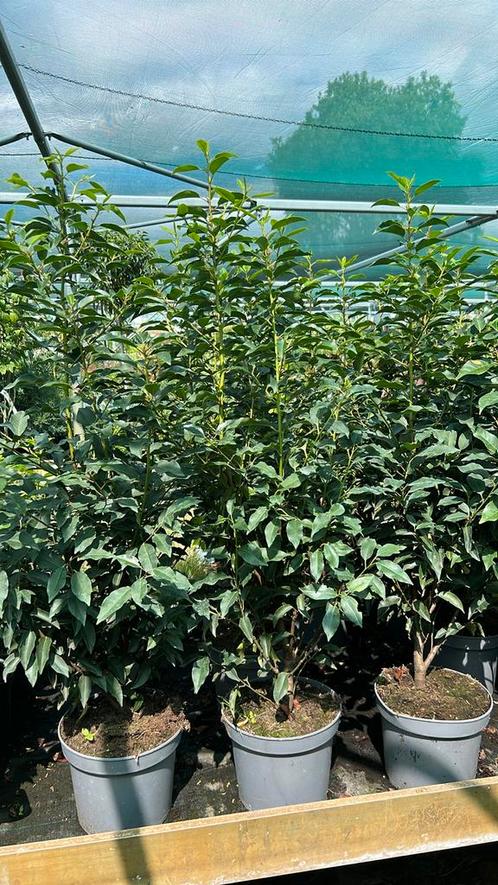 Prunus Lusitanica 80/100 cm in 23 cm pot, Tuin en Terras, Planten | Struiken en Hagen, Laurier, Minder dan 100 cm, Ophalen
