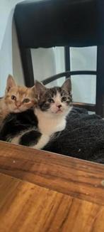 Lieve kittens te koop, Dieren en Toebehoren, Katten en Kittens | Overige Katten, Meerdere dieren, Kortharig, 0 tot 2 jaar