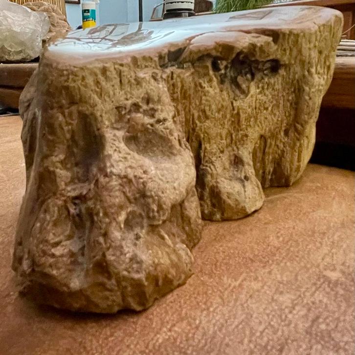 Uniek Indonesisch Fossiel - Decoratief Stuk, Antiek en Kunst, Kunst | Beelden en Houtsnijwerken, Ophalen