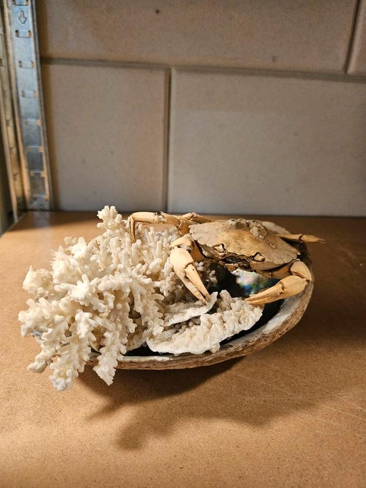 Opgezette Krap met Koraal & Schelp, Huis en Inrichting, Woonaccessoires | Overige, Ophalen of Verzenden