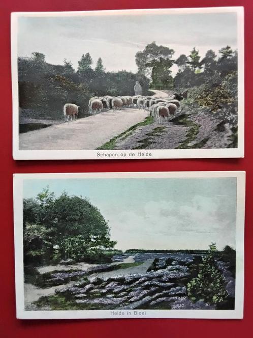 2 oude ansichtkaarten "Heide in bloei"/"Schapen op de heide", Verzamelen, Ansichtkaarten | Nederland, Ongelopen, Ophalen of Verzenden