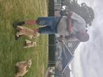 Tekoop Lakeland Terriër pups, Overige rassen, 8 tot 15 weken, CDV (hondenziekte), Meerdere