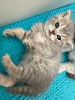 Kittens, Dieren en Toebehoren, Katten en Kittens | Raskatten | Korthaar, Meerdere dieren, 0 tot 2 jaar