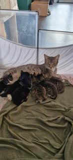 Europese korthaar kittens