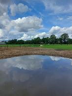 Gezocht een bomproof paard, Dieren en Toebehoren, 1 paard of pony