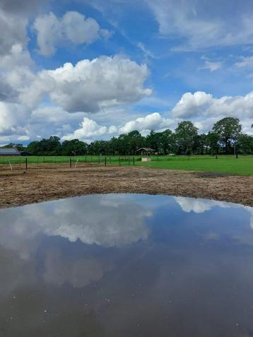Gezocht een bomproof paard beschikbaar voor biedingen