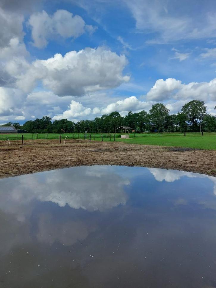 Gezocht een bomproof paard, Dieren en Toebehoren, Stalling en Weidegang, 1 paard of pony