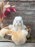 Raszuiver minilop konijn, Mannelijk, Dwerg