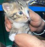 kitten, Poes, 0 tot 2 jaar