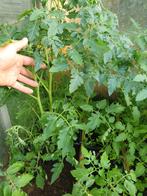 Tomaten plantjes in p9 potje moneymaker of snacktomaat, Ophalen, Volle zon, Groenteplanten, Eenjarig