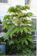 Rijstenbladplant tetrapanax, Ophalen, Volle zon, Overige soorten