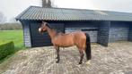 D pony, Dieren en Toebehoren, Paarden, Merrie, Recreatiepaard