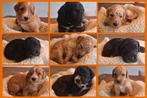 Bernedoodle  toypoedel puppy's, Overige rassen, 8 tot 15 weken, Meerdere, Meerdere dieren