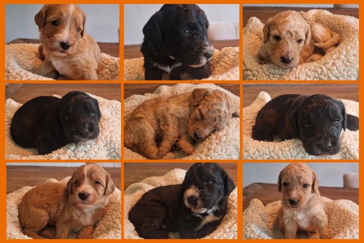 Bernedoodle  toypoedel puppy's. Door annulering nog 1 puppy, Dieren en Toebehoren, Honden | Chihuahua's en Gezelschapshonden, Meerdere dieren