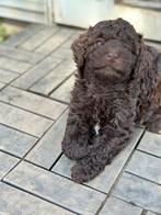 Labradoodle Multigen Pups puppy jonge hond Doodle Labrador, Dieren en Toebehoren, Honden | Retrievers, Spaniëls en Waterhonden