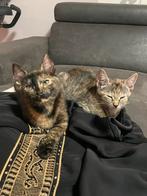 Kittens. Europese korthaar / abbesijn. Kruising, Dieren en Toebehoren