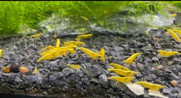 Jonge gele neocaridina met backstripe garnalen beschikbaar voor biedingen
