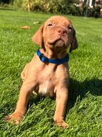 Prachtige vizsla puppies te koop!, Dieren en Toebehoren, Honden | Niet-rashonden, 8 tot 15 weken, Groot, Meerdere, Meerdere dieren