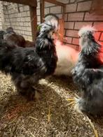 Usa zijdehoen haantjes mottled, Mannelijk, Kip