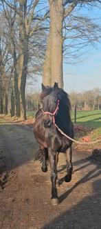 veelzijdige merrie – mennen & rijden, Dieren en Toebehoren, Paarden, Merrie, Minder dan 160 cm, Tuigpaard, 3 tot 6 jaar