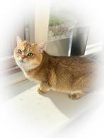 Britse korthaar dekkater Black golden shaded met stamboom, Dieren en Toebehoren