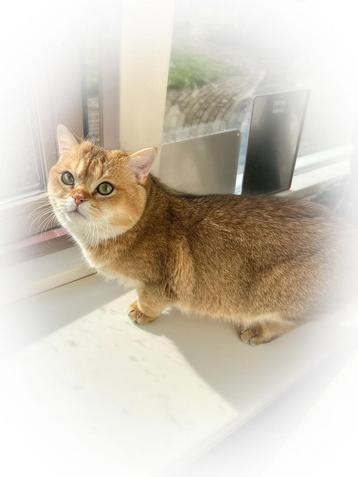 Britse korthaar dekkater Black golden shaded met stamboom  beschikbaar voor biedingen