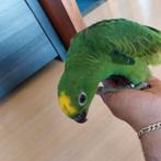 Geelvoorhoofd Amazone Papegaai, Dieren en Toebehoren, Mannelijk, Papegaai, Geringd