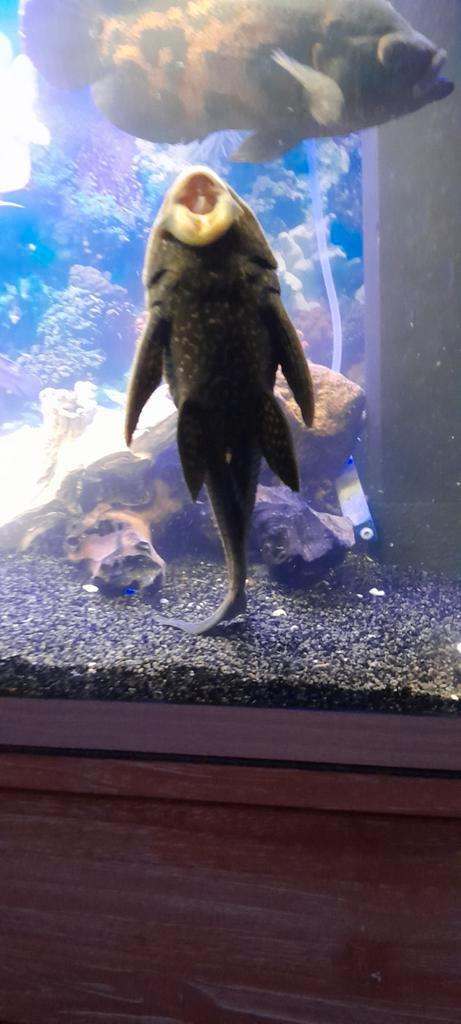 Te koop pleco algeneter 30 cm groot., Dieren en Toebehoren, Vissen | Aquariumvissen, Vis