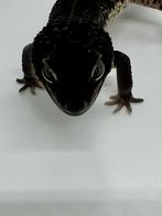 Prachtige 1.1 Black Night luipaardgekko RTB !!, Dieren en Toebehoren, Reptielen en Amfibieën, Hagedis, 0 tot 2 jaar