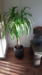 Yucca plant met pot - 8 jaar oud, 1,30m hoog, Huis en Inrichting, Kamerplanten, Ophalen, 100 tot 150 cm, Halfschaduw, In pot