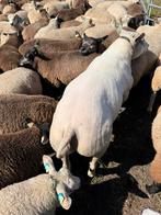 Texelaar dekrammen (wit en blauw), Dieren en Toebehoren, Schapen, Geiten en Varkens, Mannelijk, Schaap