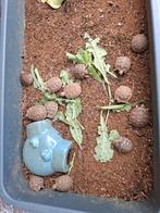 Testudo hermani hermani localiteit Sicilie., Dieren en Toebehoren, Reptielen en Amfibieën, Schildpad