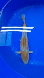 Ochiba Ikarashi, Dieren en Toebehoren, Karper of Koi