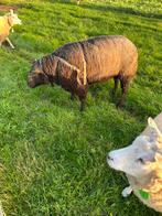 Dekram te koop, Dieren en Toebehoren, Mannelijk, Schaap