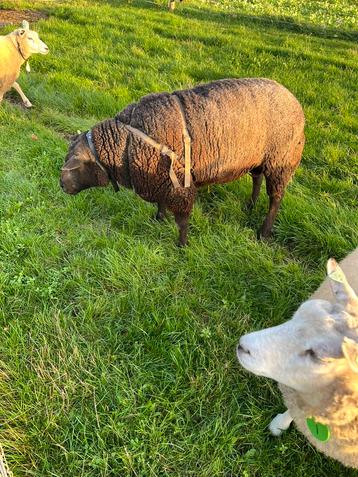 Dekram te koop beschikbaar voor biedingen