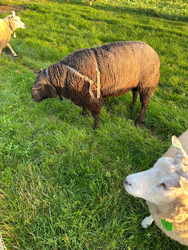 Dekram te koop, Dieren en Toebehoren, Schapen, Geiten en Varkens, Schaap, Mannelijk