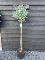 Eucalyptus Azura, Winter, Ophalen of Verzenden, 100 tot 250 cm, Volle zon