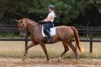 Talentvolle 6-jarige merrie (1.75m) – Danser x Zichem, Dieren en Toebehoren, Paarden, Merrie, B, Gechipt, Dressuurpaard