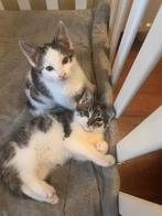 1 lieve kitten van nu 10 weken mag het nest verlaten🐾, Meerdere dieren