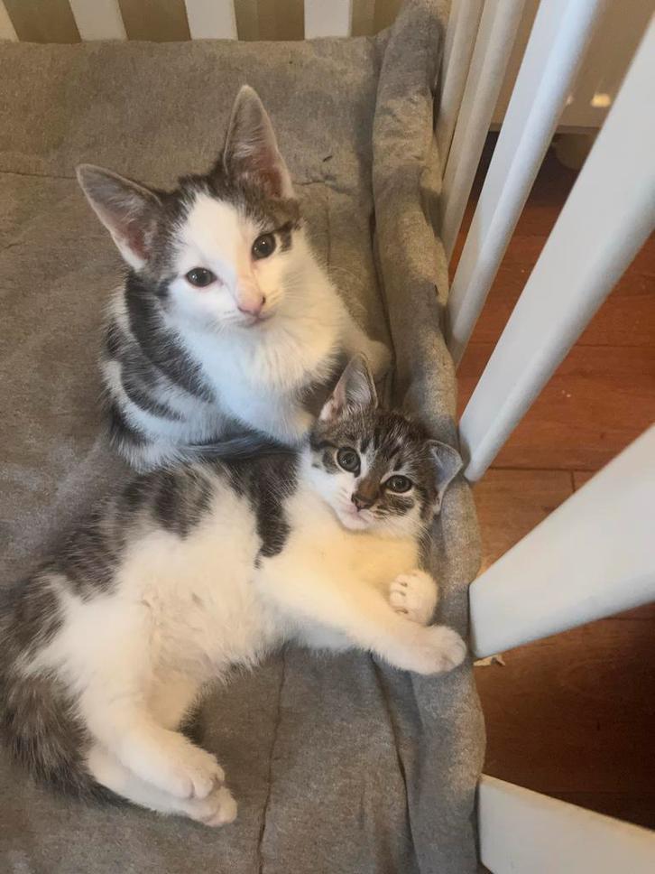 1 lieve kitten van nu 10 weken mag het nest verlaten🐾, Dieren en Toebehoren, Katten en Kittens | Overige Katten, Meerdere dieren