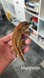7 gargoyle gekkos (los van elkaar kan ook), Dieren en Toebehoren, Hagedis