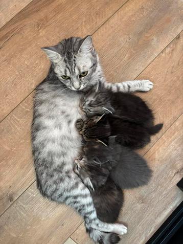 Mainecoon/Brits korthaar x Siberische boskat, 4 kittens beschikbaar voor biedingen