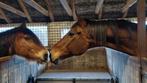 1 stal vrij voor klein paard of pony