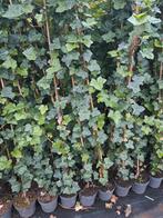 Hedera hibernica klimop, Ophalen of Verzenden, Overige soorten, 100 tot 250 cm