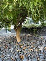 Japanse esdoorn boom, Tuin en Terras, Planten | Bomen, Ophalen, Bloeit niet, Halfschaduw, 100 tot 250 cm